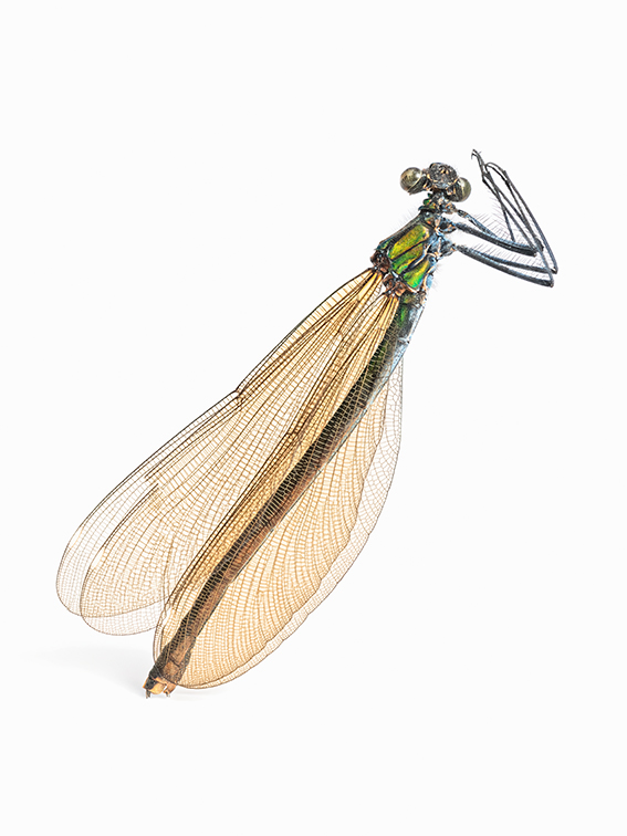 2_Libella_viridis_web