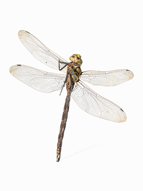 5_Libella_fusca_web