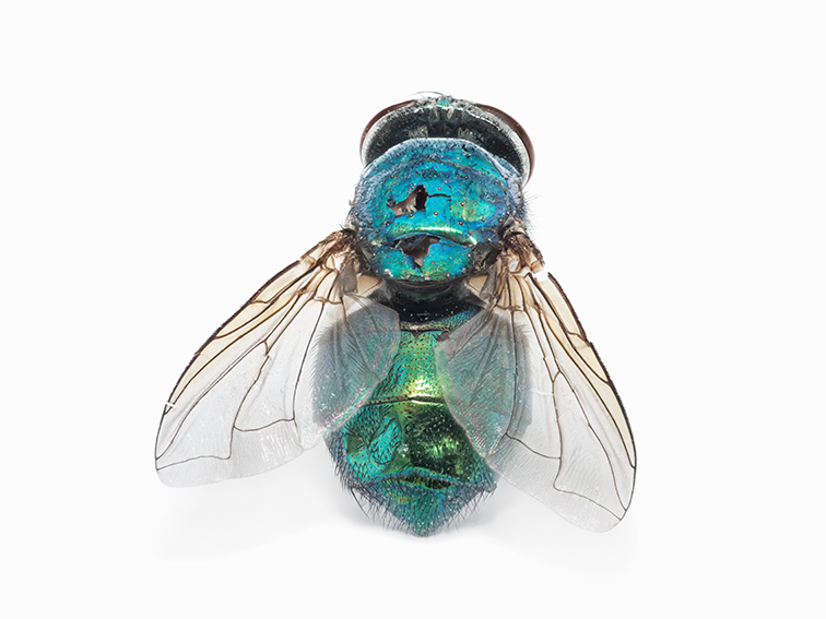6_Musca_web (1)